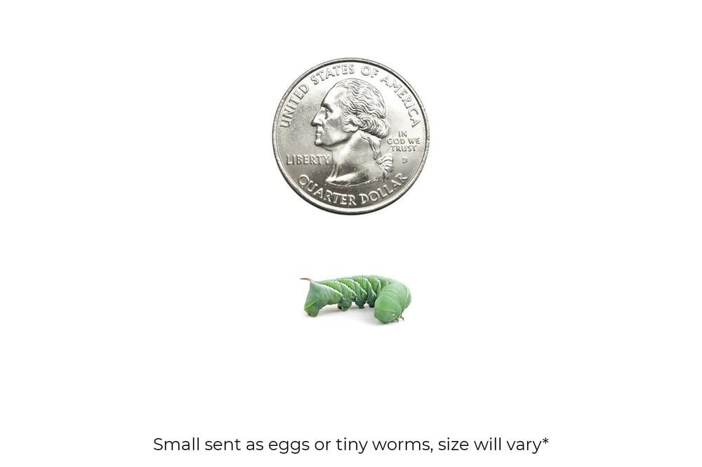 Small Hornworms FREE SHIPPING hornworms DubiaRoaches.com 