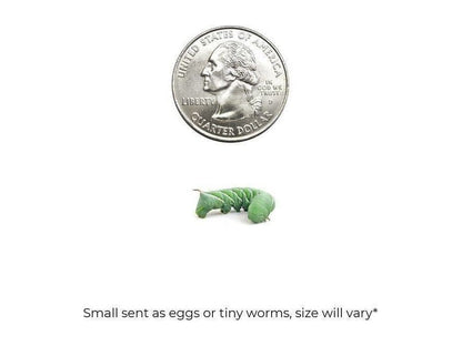 Small Hornworms hornworms DubiaRoaches.com