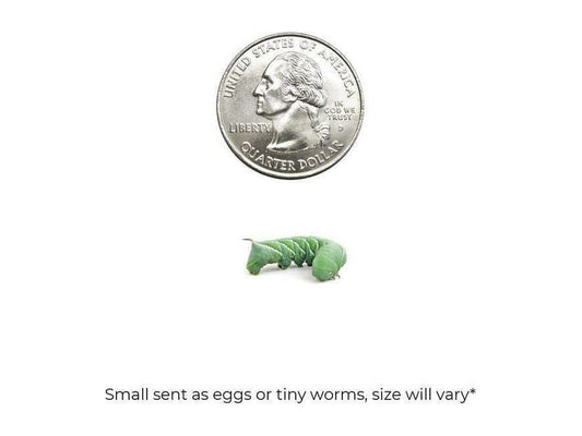 Small Hornworms hornworms DubiaRoaches.com
