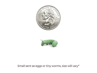 Hornworms FREE SHIPPING