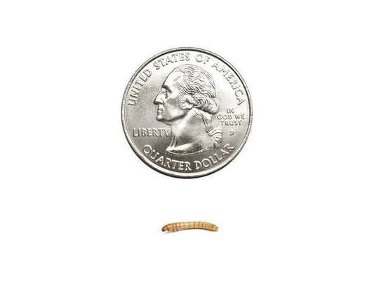 Mealworms FREE SHIPPING mealworms DubiaRoaches.com Small 50