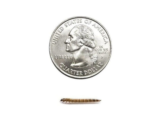 Small Superworm 1,000ct Auction