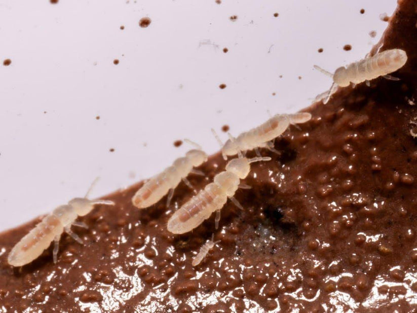 Temperate White Springtails – Clean-Up Crew | “Add Beneficial ...