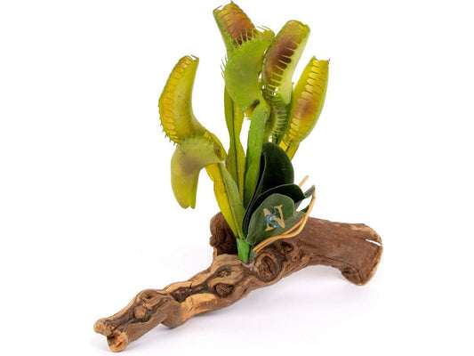 Venus Fly Trap on Driftwood
