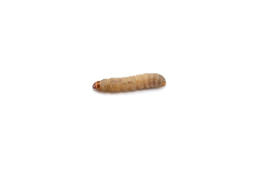 50 Waxworms FREEBIE Reptile & Amphibian Food DubiaRoaches.com