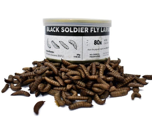 Canned Black Soldier Fly Larvae