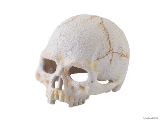 Exo Terra Primate Skull, Small - Dubia.com