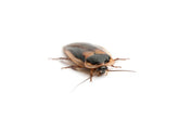 Dubia Roaches For Sale » DubiaRoaches.com – Dubia.com