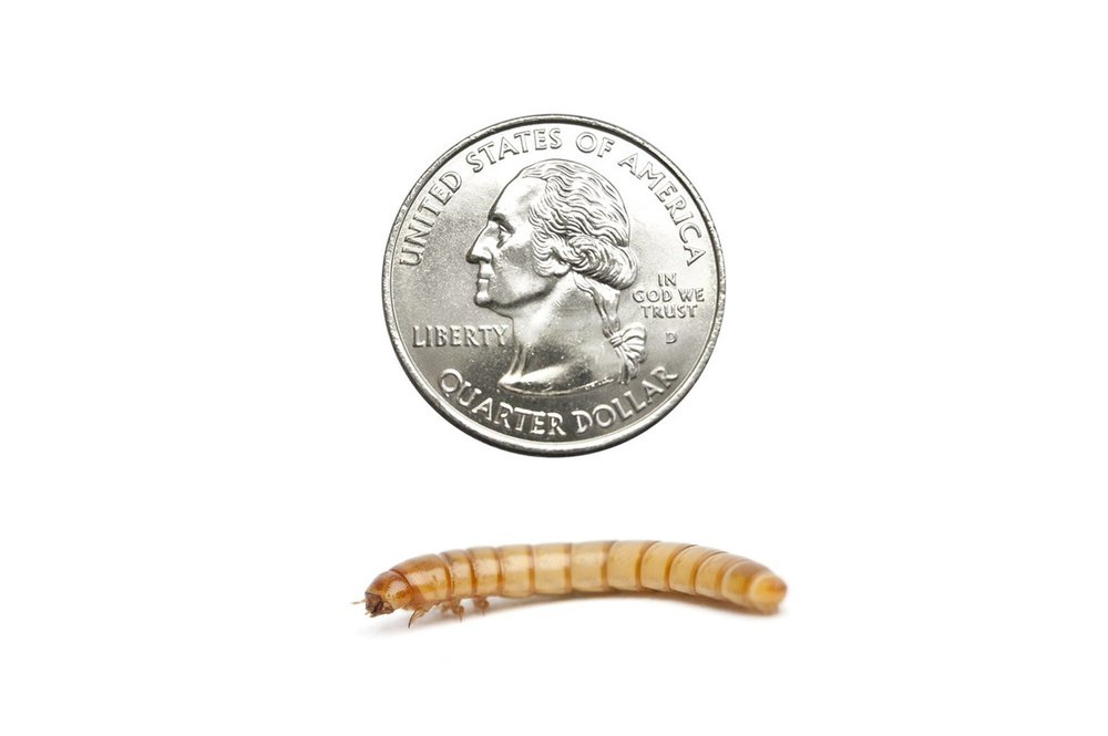 Giant Mealworms Cupped