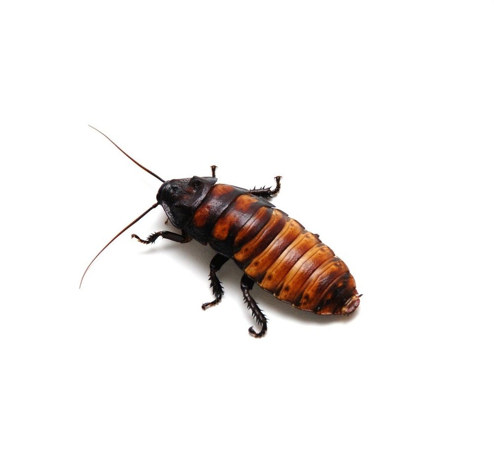 Adult Female Madagascar Hissing Cockroach