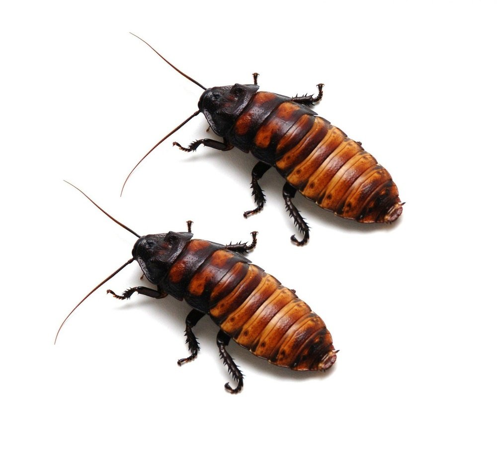 Madagascar Hissing Cockroach Adult Pairs