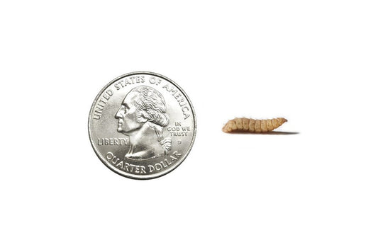 Large Soldier Fly Larvae