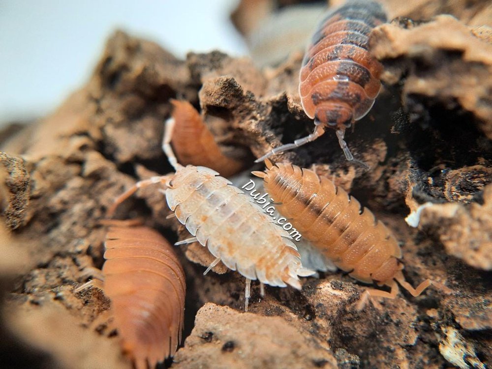 Porcellio scaber "Lottery Ticket Isopod"