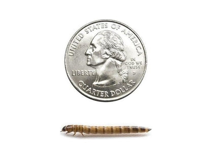 Superworms FREE SHIPPING superworms DubiaRoaches.com Medium 1000