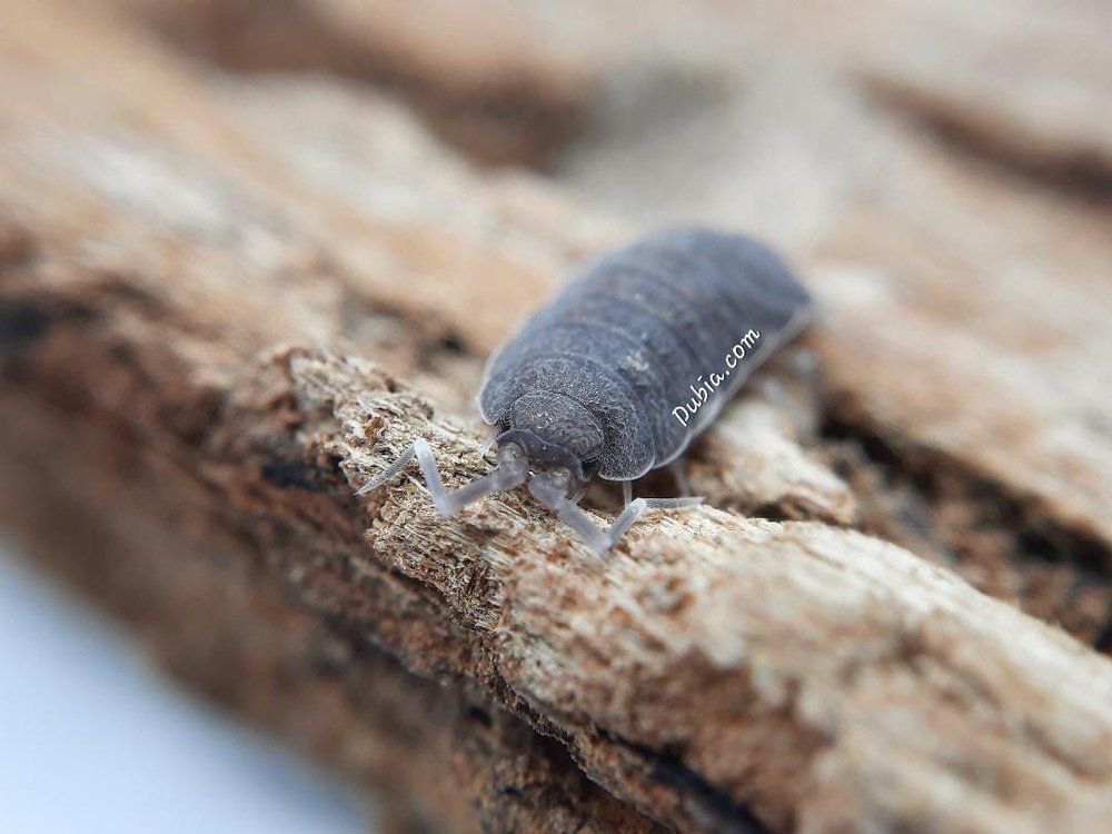 Porcellionides pruinosus "Powder Blue"