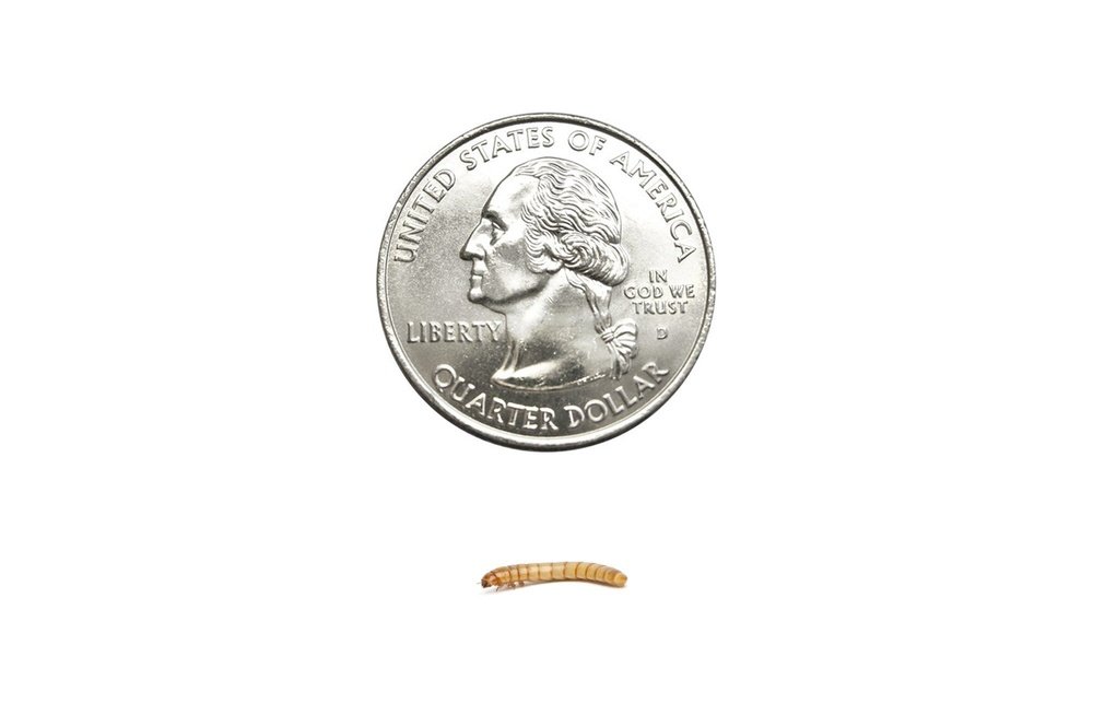 Small Mealworms